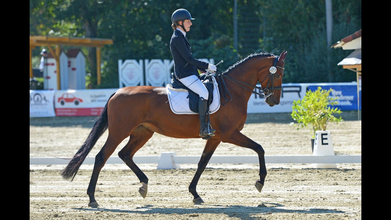 Lucy - Stute - 2014 geboren (Laurice x Alabaster)