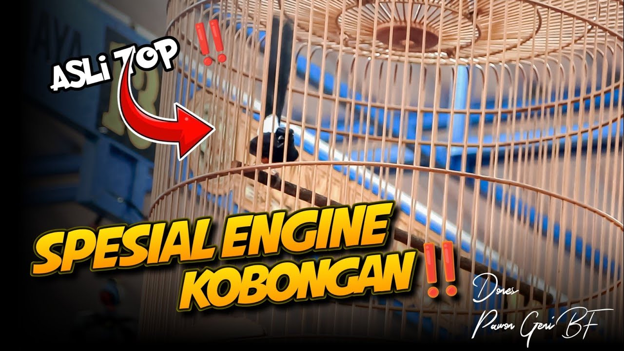 TOP‼️MB SE (Spesial Engine) KOBONGAN-ROAD SHOW QUEEN ARENA-STADIUM BERCAHAYA