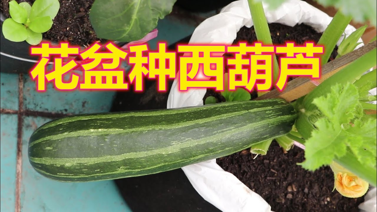 最容易种的菜——盆栽西葫芦