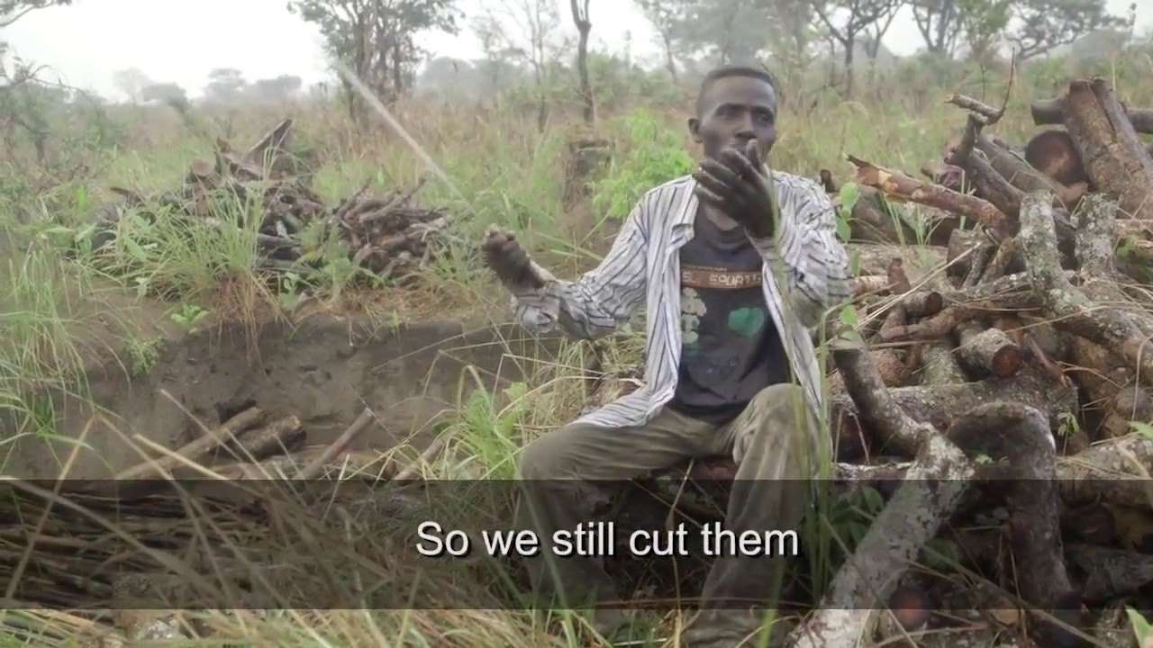 REDD+ and the future of African Forests