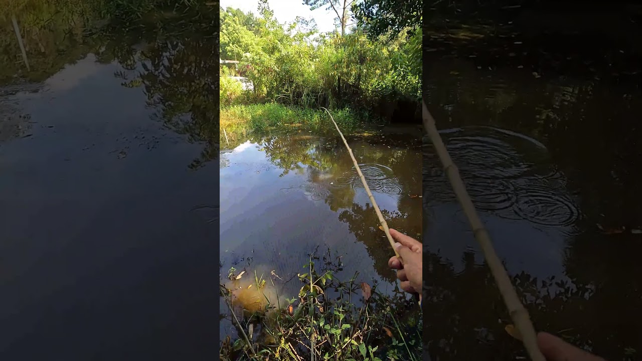 Pescaria de tra&iacute;ra na vara de Bambu