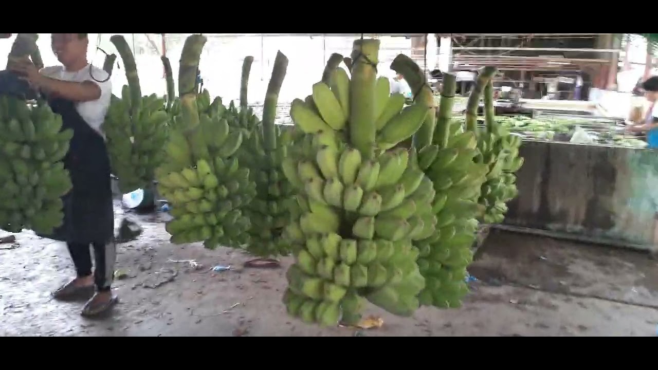 Processing Cardava for export