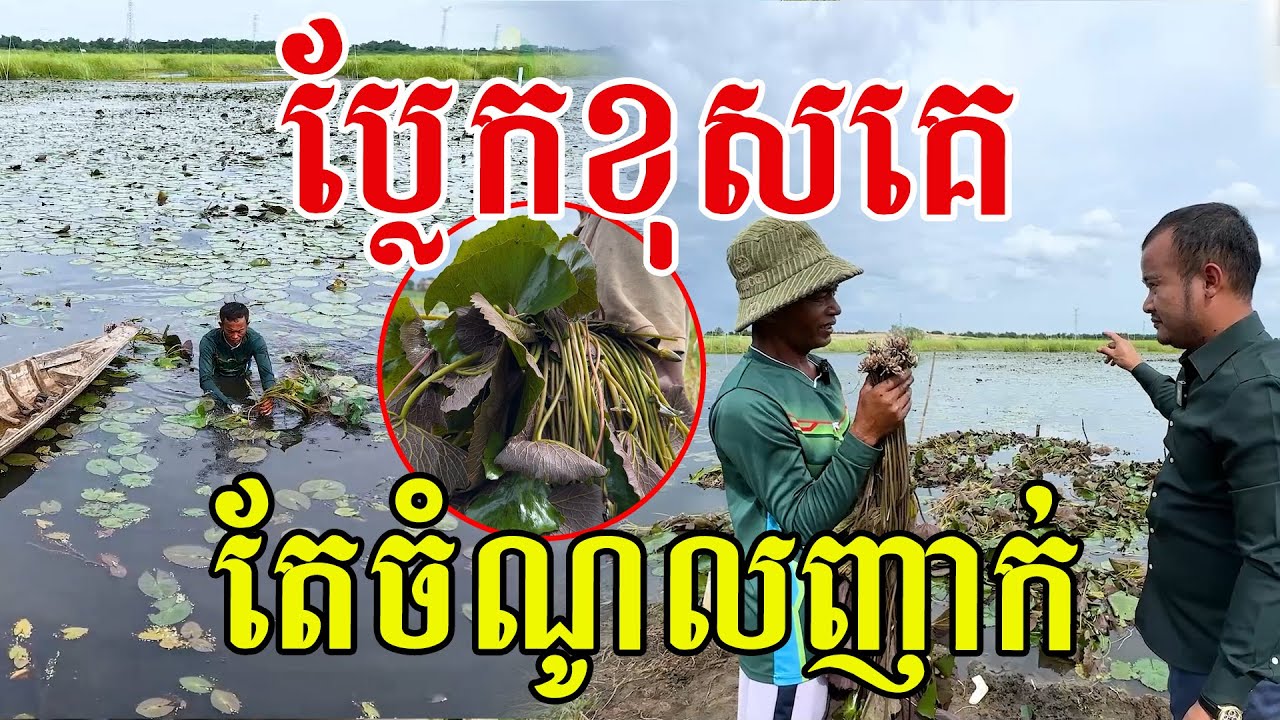ប្លែកខុសគេ តែចំណូលញាក់ ខានឃើញដើមនេះយូរហើយ