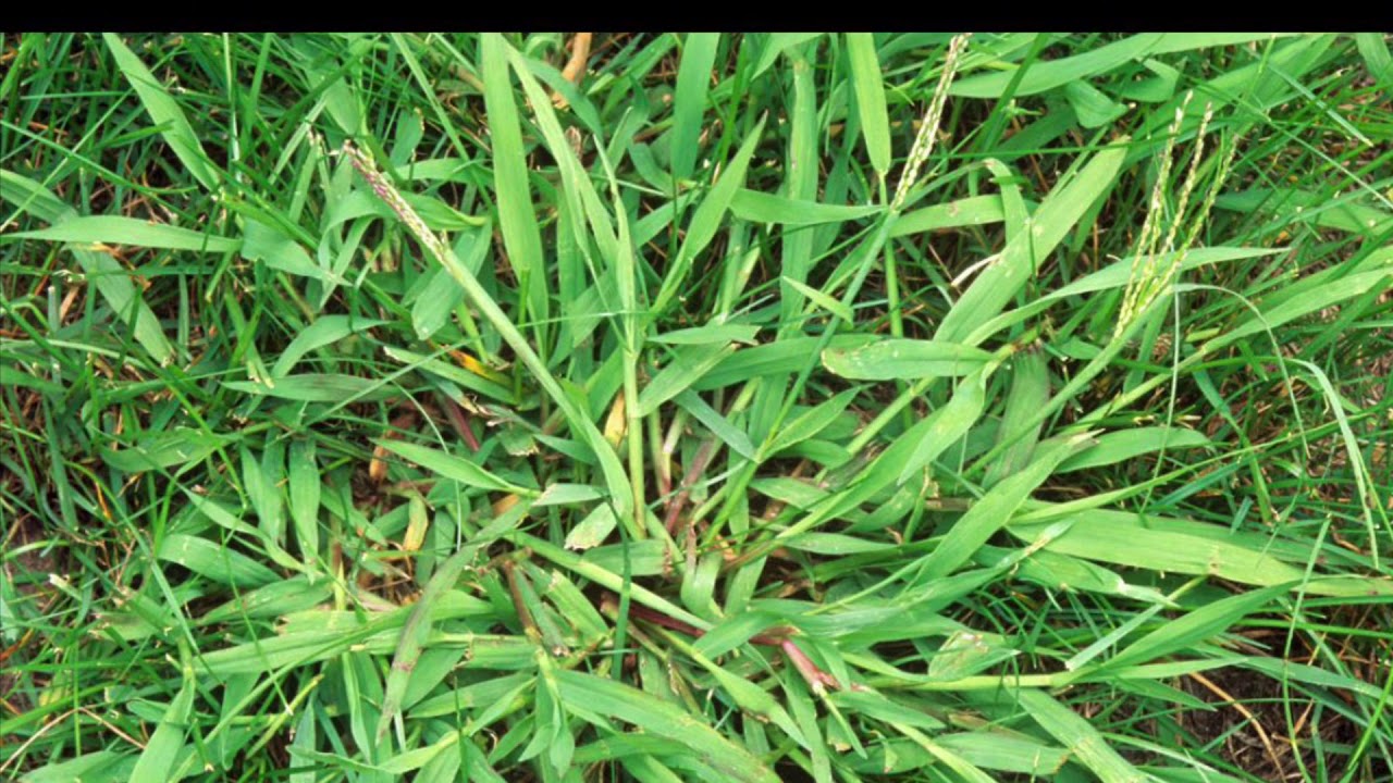 Why is my lawn different colors?  Dealing with Grassy weeds.