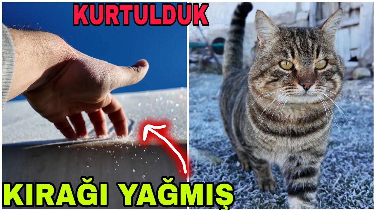 DİZ BOYU KIRAĞI YAĞMIŞ..ATMAZSAK SIKIŞIRIZ..CITIR PAZLAMA...