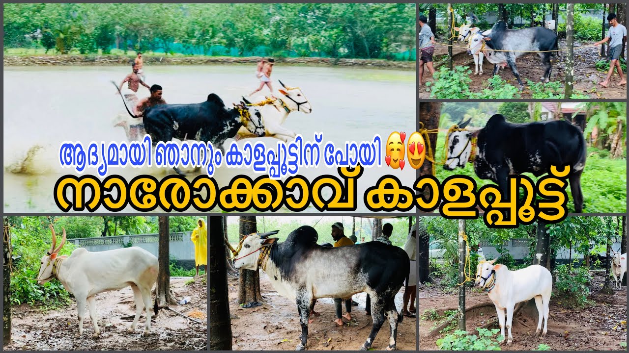 ഞാനും പോയി കാളപ്പൂട്ട് കാണാൻ 🥰 | നാരോക്കാവ് കാളപ്പൂട്ട് | kaalapoott Malsaram Edakkara Narrokkaav |