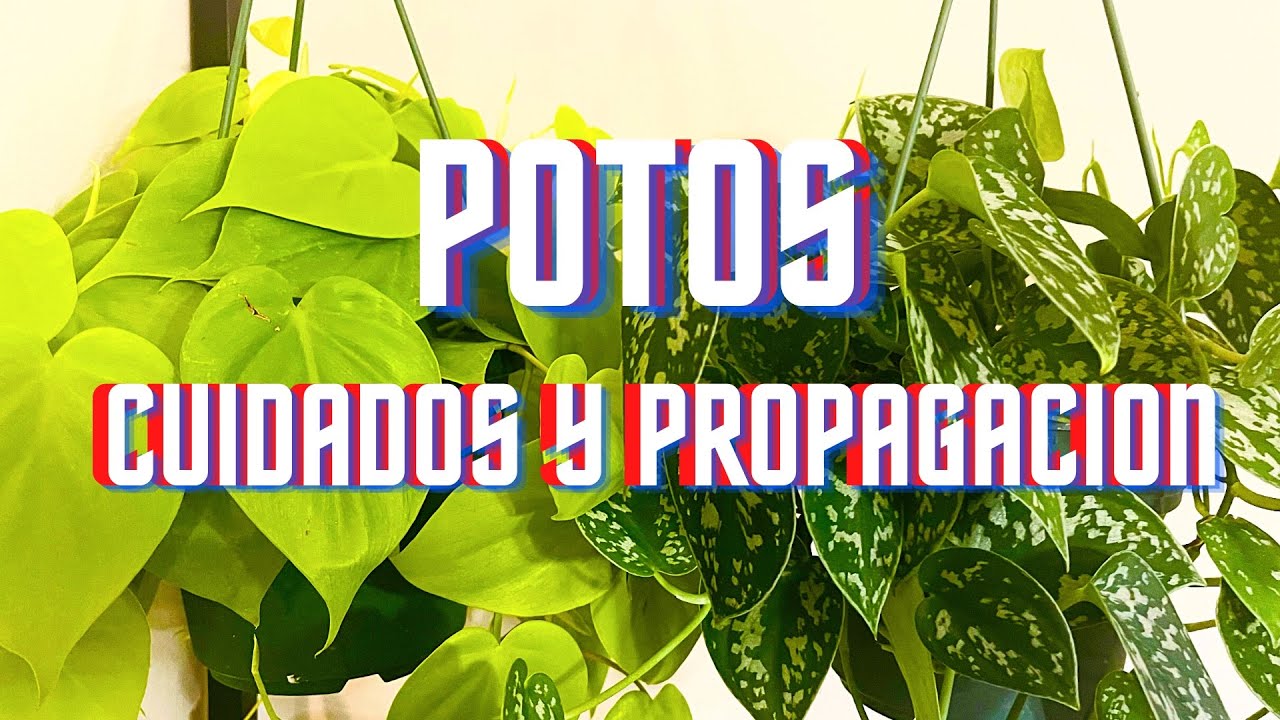 Como cuidar planta de potos / teléfono , que abono usar, Aprende sobre sus cuidados dentro de casa