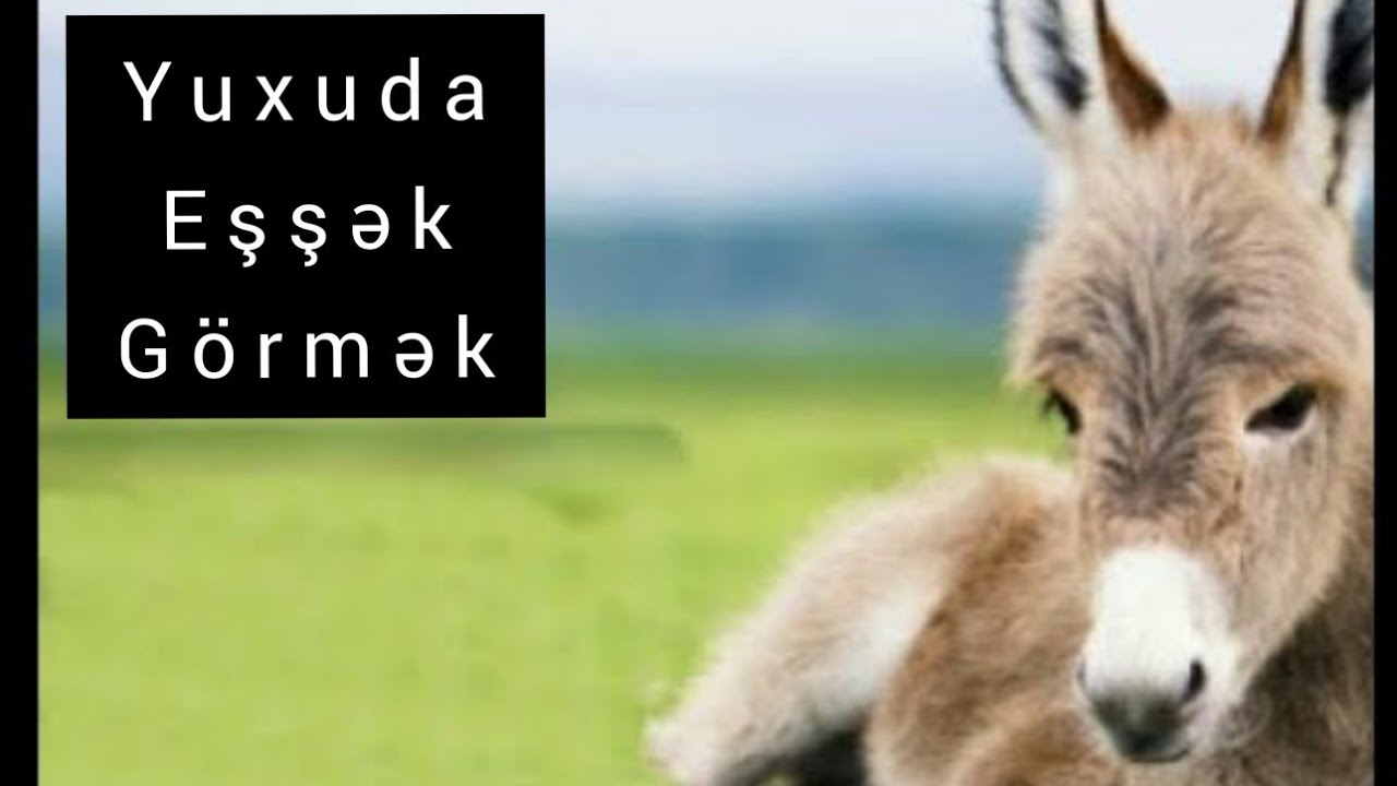 Yuxuda Eşşək g&ouml;rmək