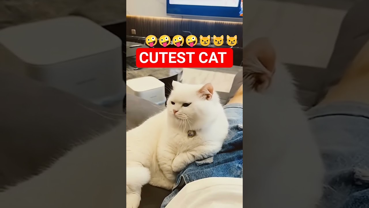 The Cutest Cat in the World 🌍 | Unbelievably Adorable & Heart-Melting 😻