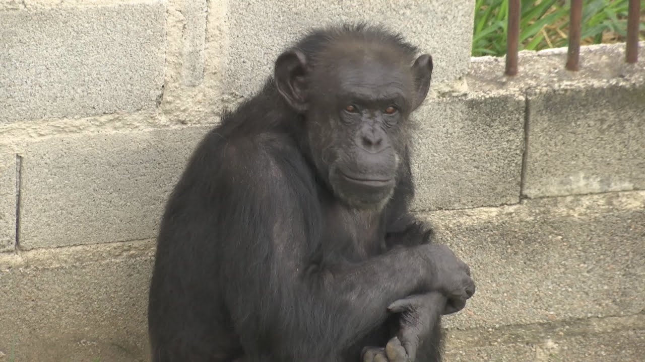La chimpancé Cecilia superar un 