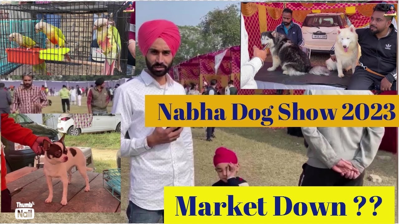 Nabha Dog Show 3 dec 2023/ Full explan