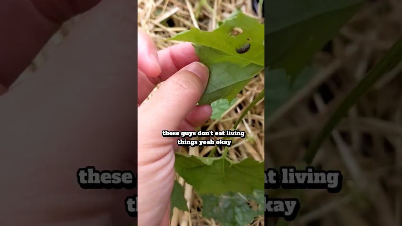 Pill bugs are the worst! 😡 