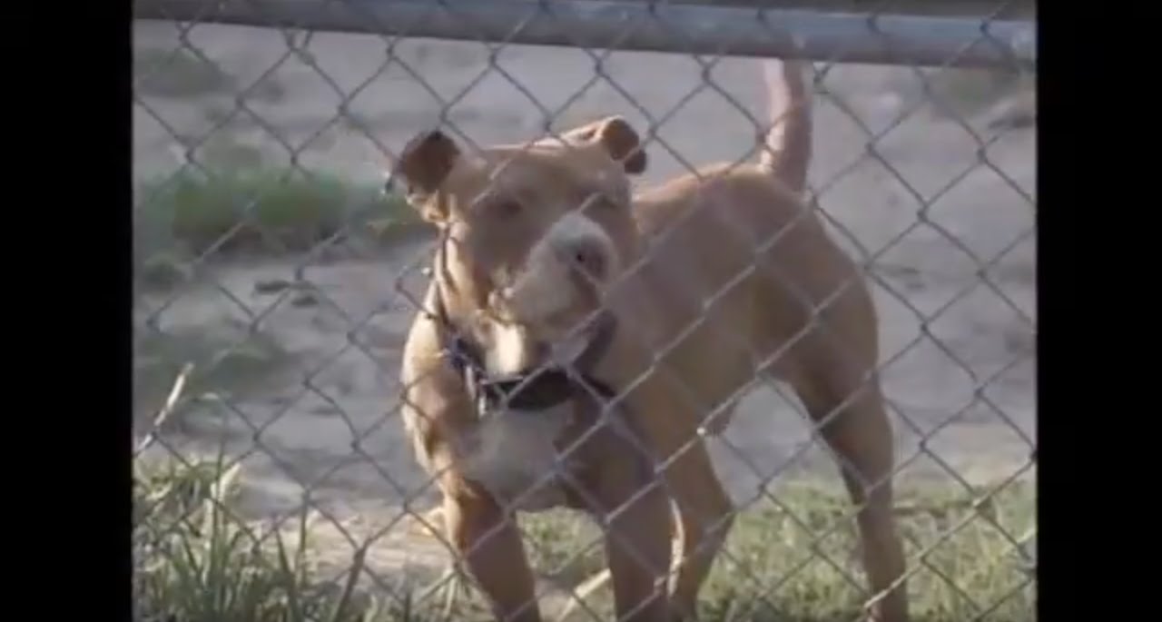 Pit Bull Service dogs possibly allowed in Yakima City but still banned