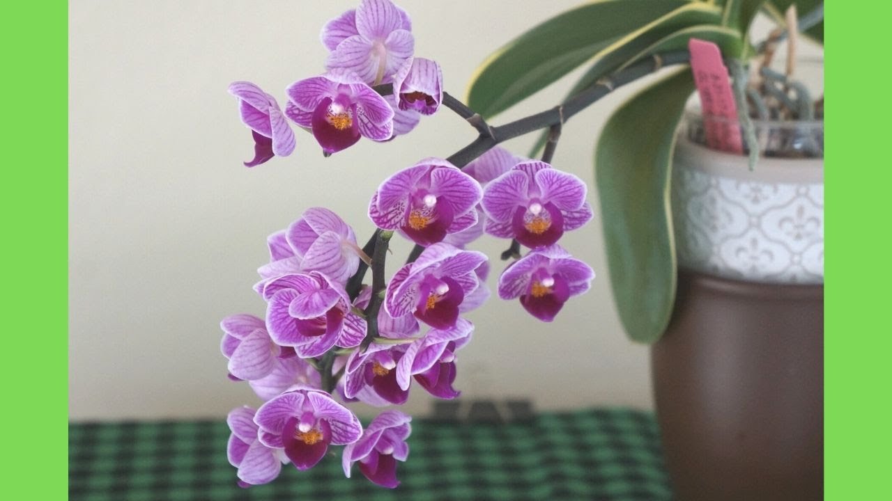 My Largest Sogo Vivien Gets a Repot After Flowering | Orchid Care Tips