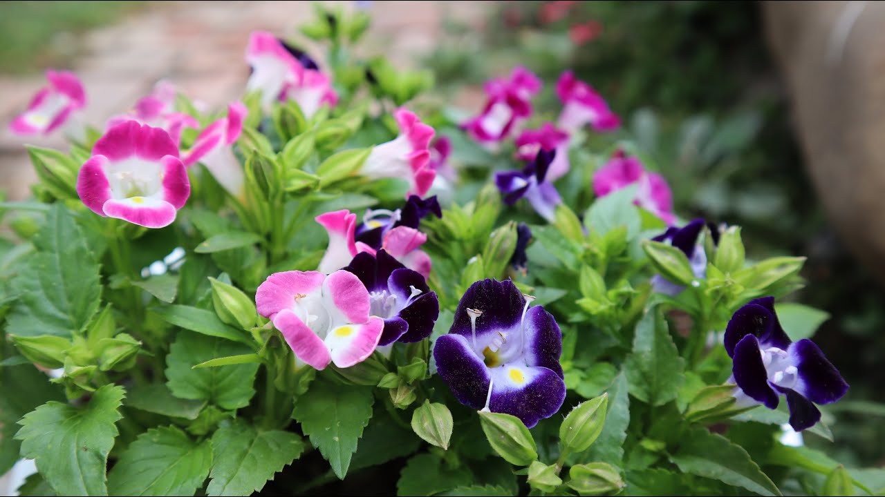Cómo cuidar de la Torenia fournieri - Torenia - Pensamiento de verano - Flor de Perro
