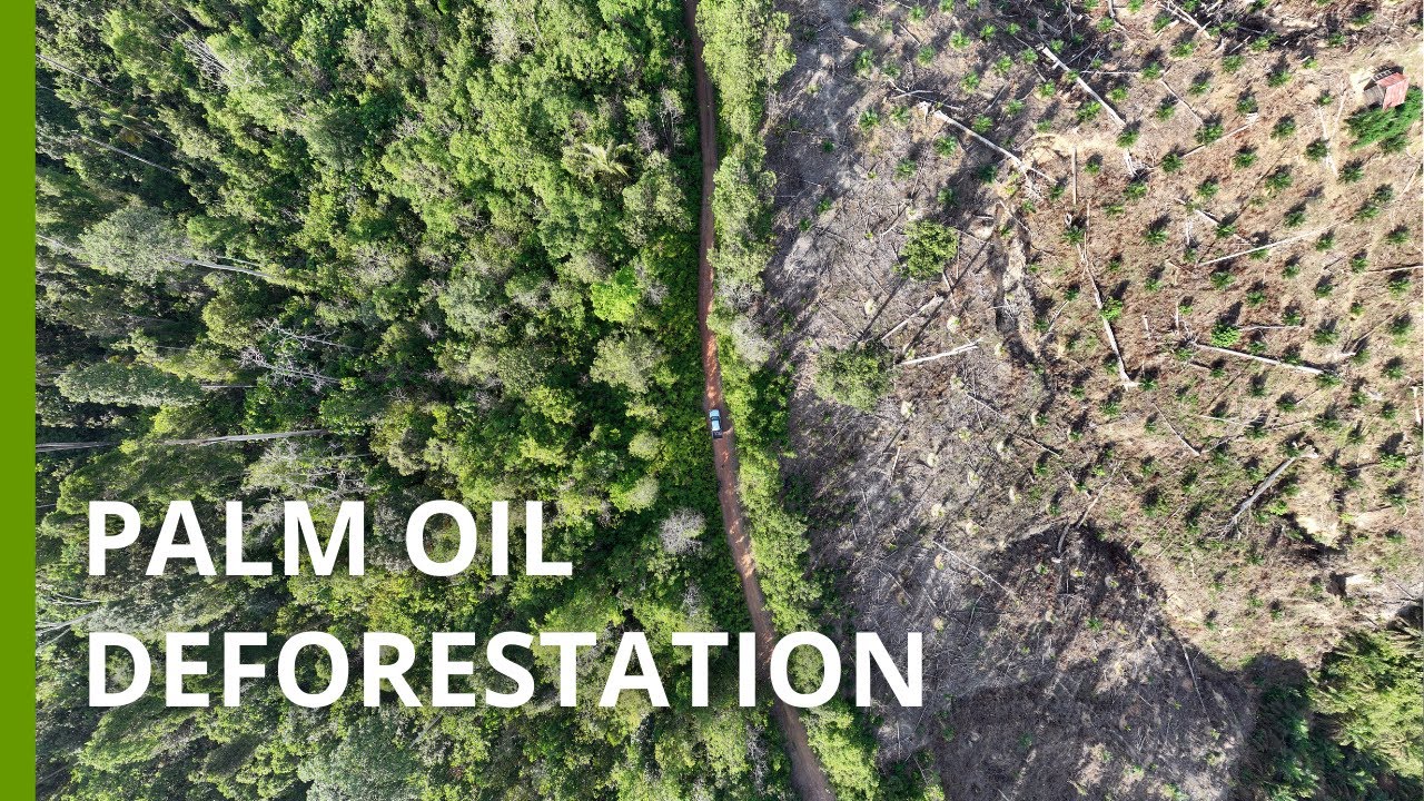 How palm oil contributes to deforestation in Indonesia