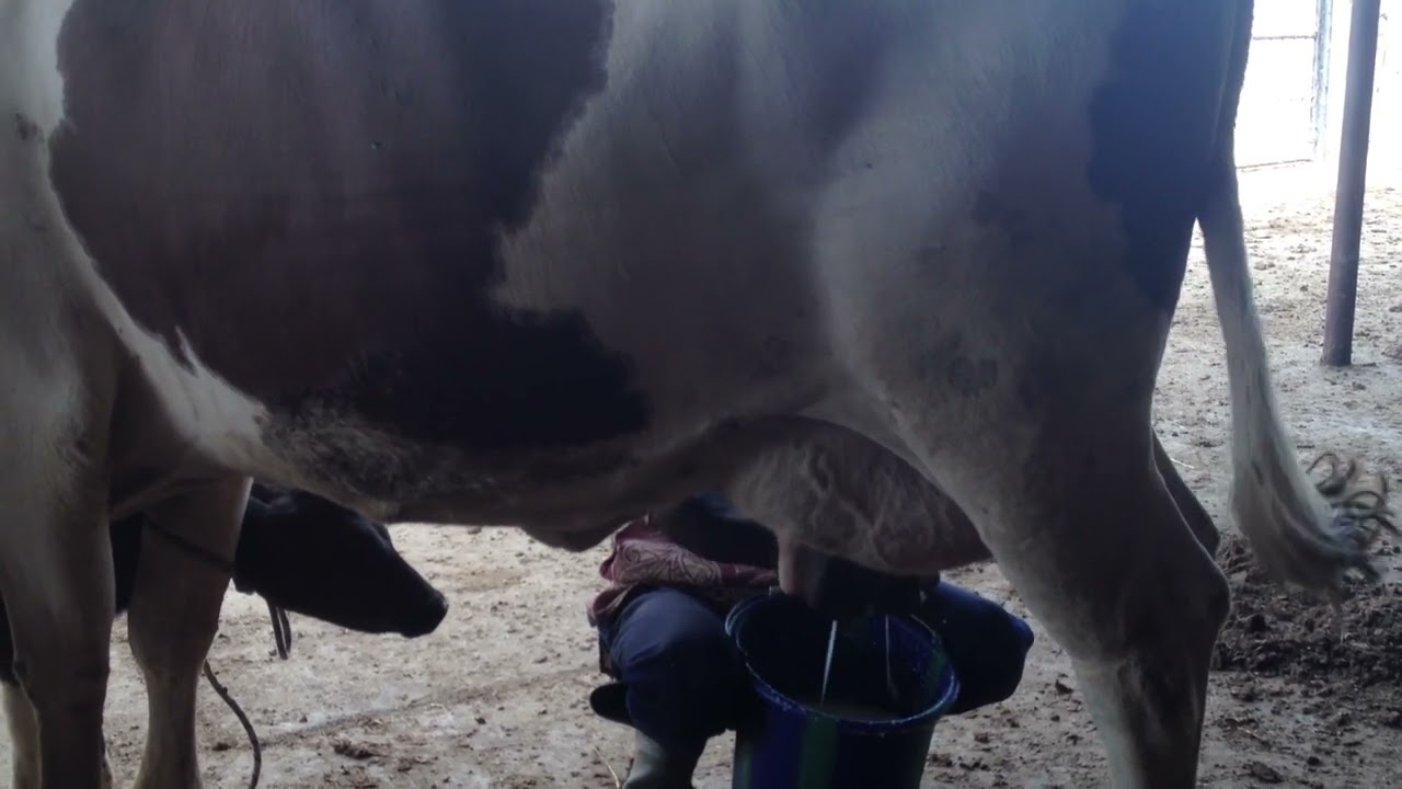 Vache laitière métisse Montbéliarde 7/8 née au Mali, produisant 25 à 30 litres de lait par jour.