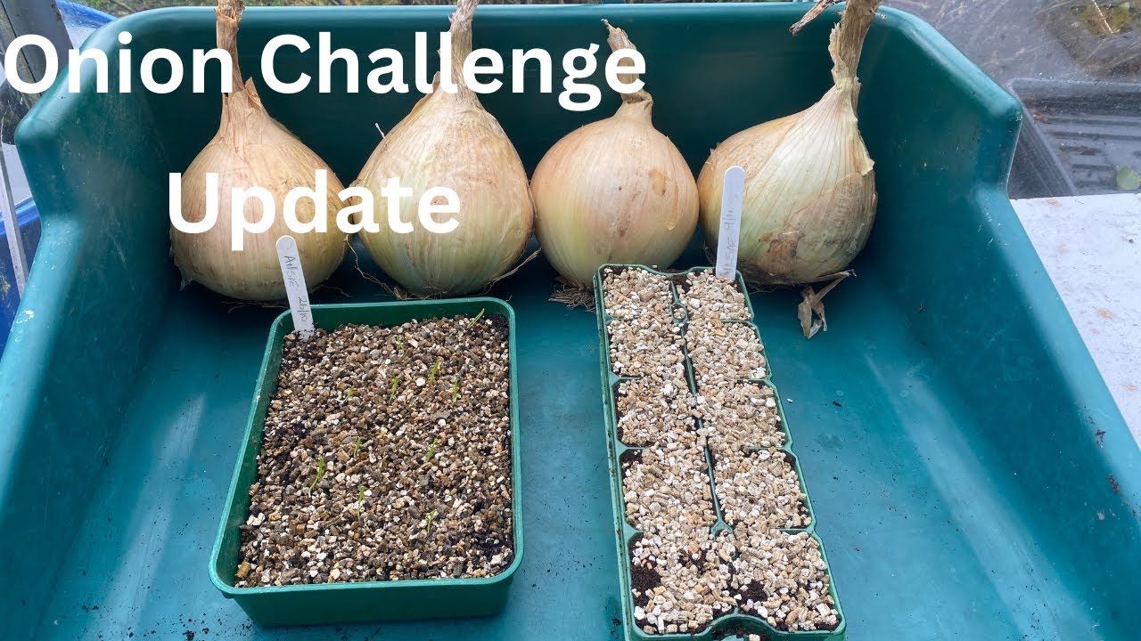 Ailsae Onion Seed Update  #gogc2526