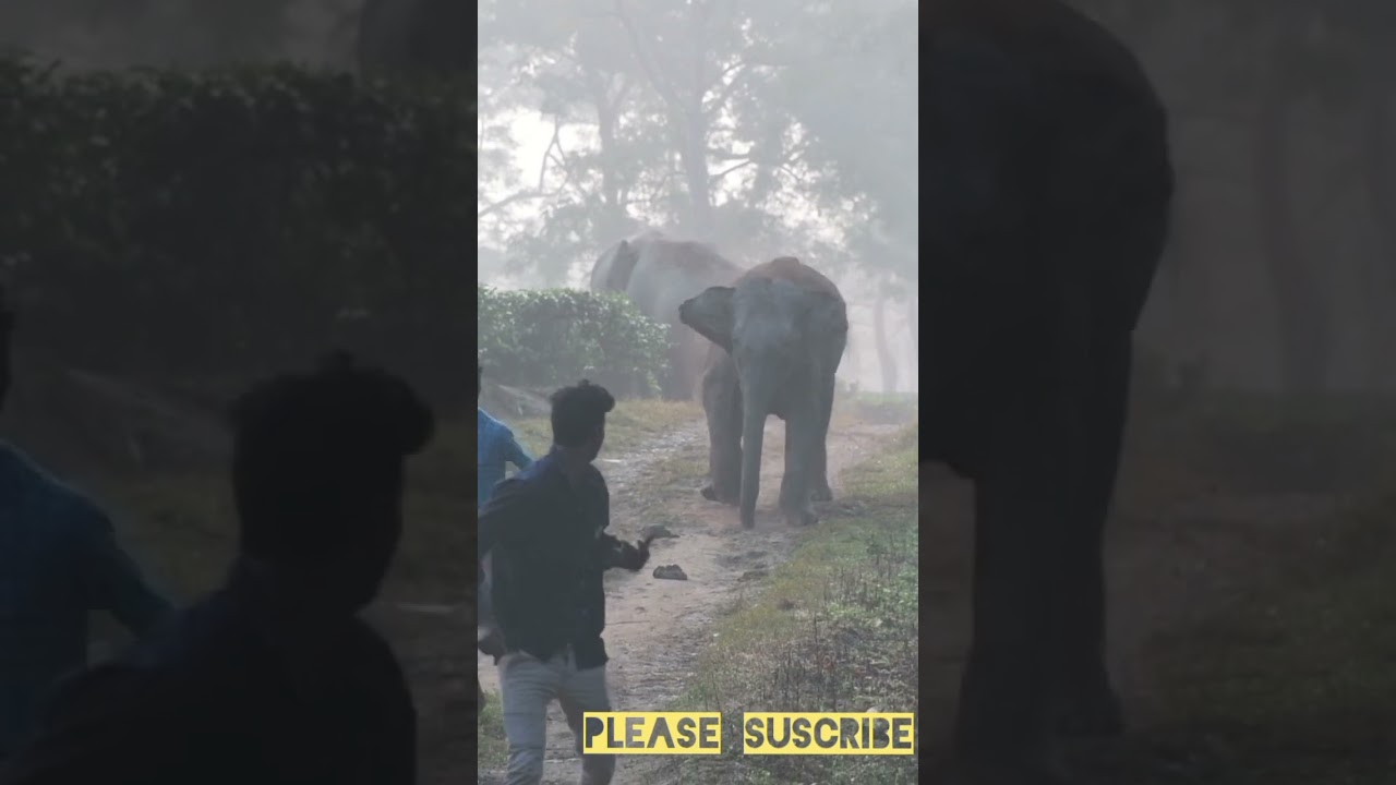 MAN ELEPHANT CONFLICT