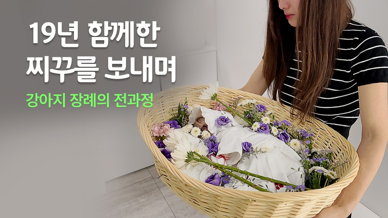 19살 강아지 찌꾸가 무지개다리 건너던 날, 실제 반려동물 장례의 전과정