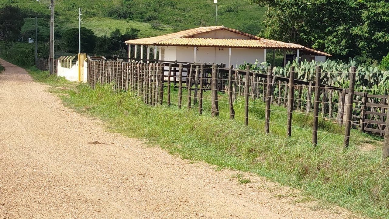 O som da natureza a cigarra cantando,tá lindo demais  o interior 