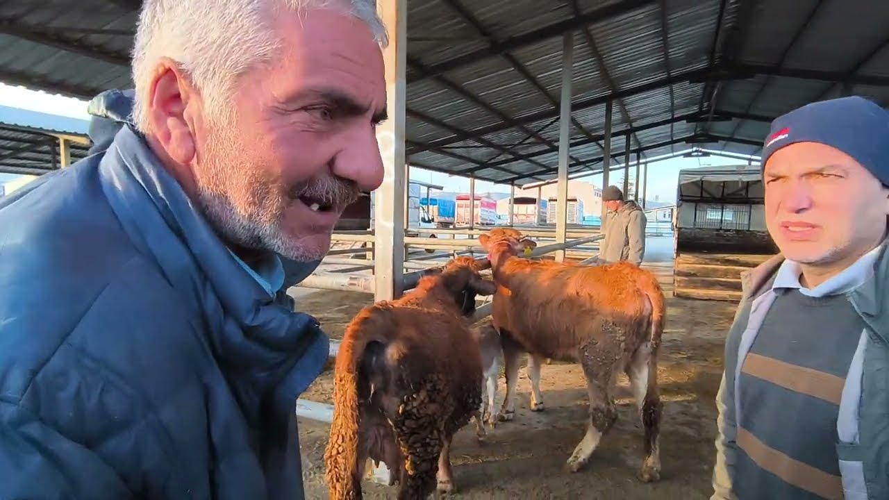 ÇORUM SUNGURLU HAYVAN PAZARI BÜYÜKBAŞ 5 ŞUBAT ÇEKİMİ 2.BÖLÜM 7 ŞUBAT 2026