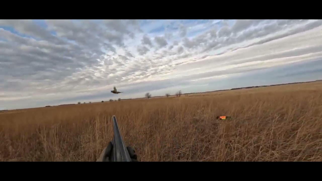 BIBA BILLIE WORKING A ROOSTER SOUTH DAKOTA-JAN 2026