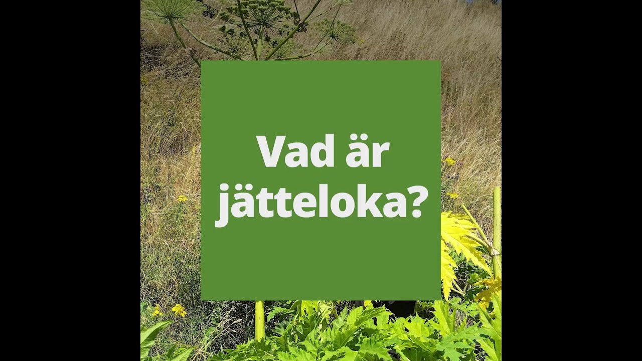 Så bekämpar du jätteloka
