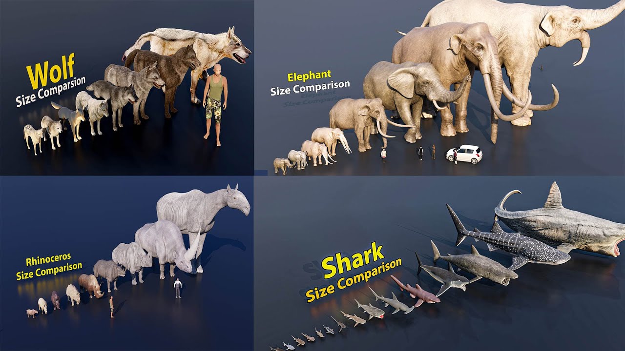 Shark, Elephant, Wolf & Cow Size Comparison 🦈🐘🐺🐄 | Real Animal Giants Ranked!