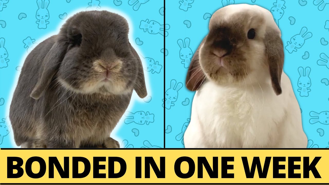 I Bonded 2 Male Rabbits in One Week - HERE'S HOW