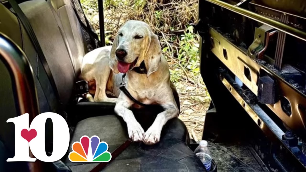 KPD K-9 returns after searching for last remaining Camp Mystic child lost in Texas flooding