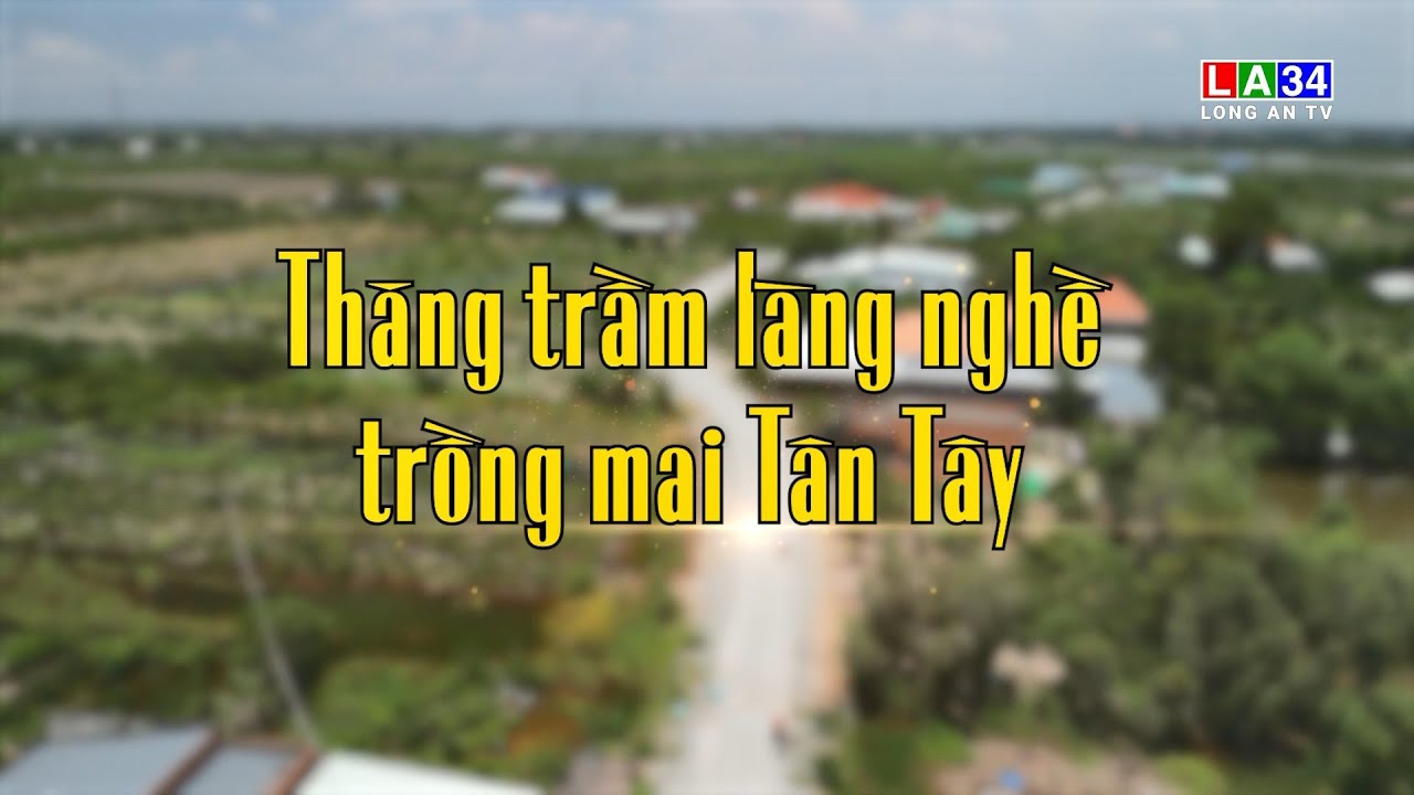 Thăng trầm làng nghề trồng mai Tân Tây | LONGAN TV