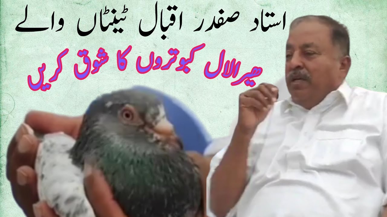 Ustad Dilawar Khan's Heera laal Pigeons | Ustad Safdar Iqbal Tentanwala | Hiralal kabootar
