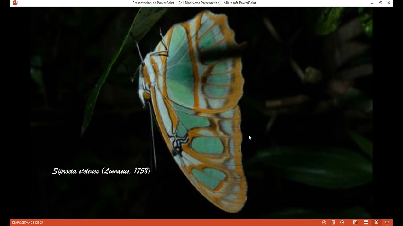 Segmentación de información de registros de fauna de la GBIF segun su ubicación territorial en Cali