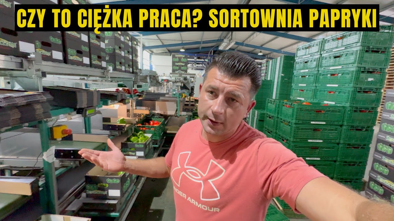JAK WYGLĄDA PRACA PRZY SORTOWANIU PAPRYKI?! HOLANDIA 2025