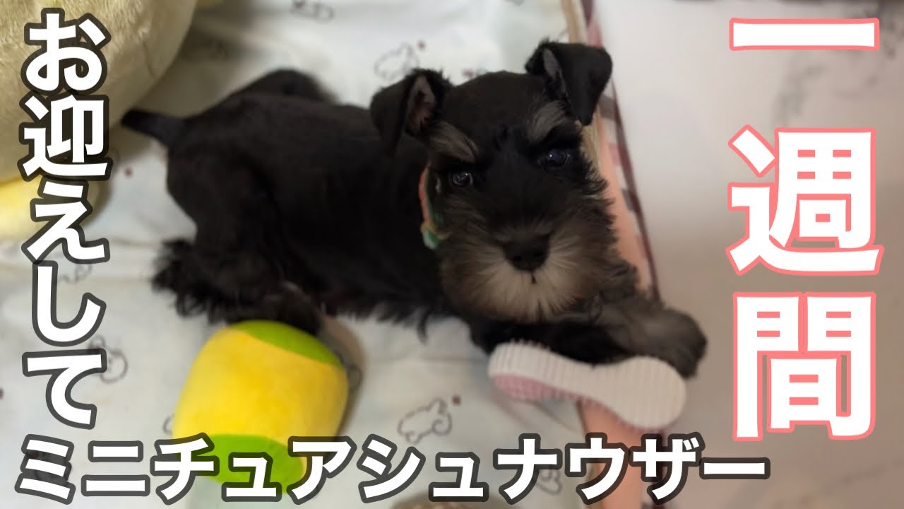 ミニチュアシュナウザーのラスティをお迎えして1週間の様子