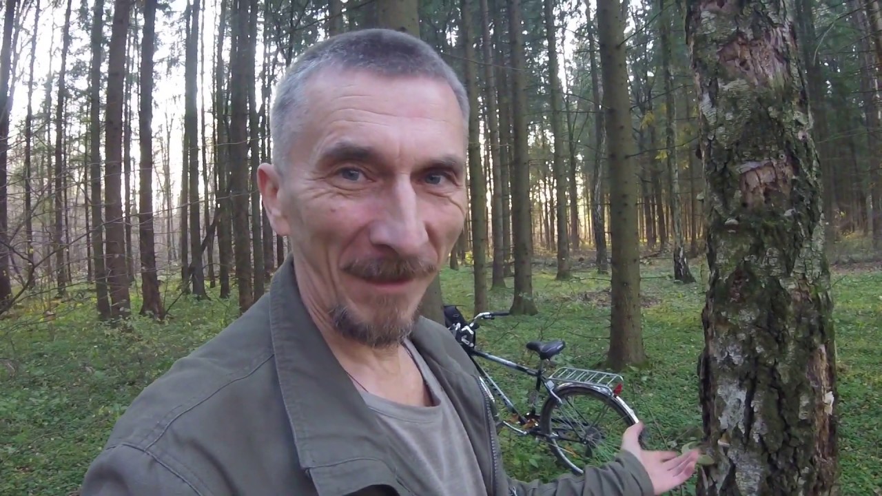 ФИОЛЕТОВАЯ РЯДОВКА,один из лучших грибных даров осени!