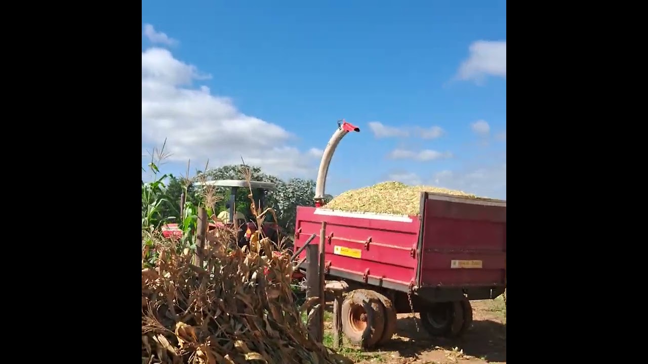 Silagem de milho Senador Firmino mg 2025
