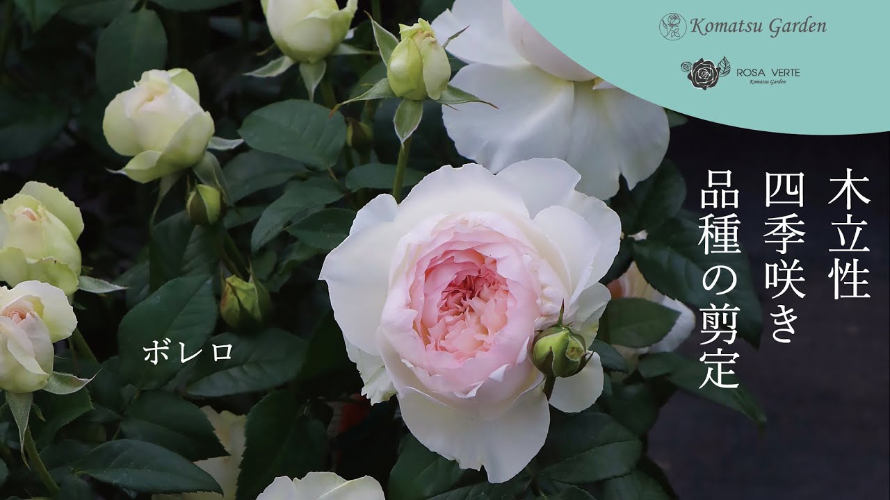 【バラの剪定】ボレロの冬剪定　木立性四季咲き品種の剪定をご紹介します