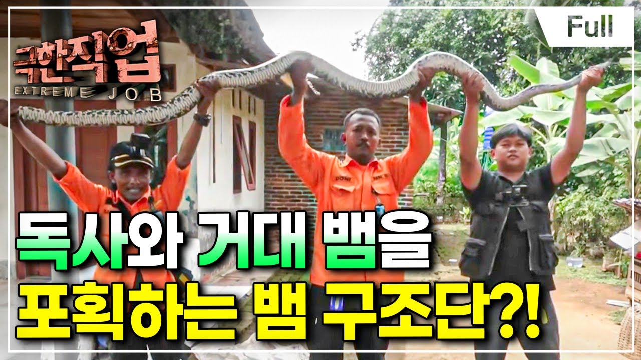 [Full] 극한직업 - 인도네시아 뱀 구조단과 파파야 농장