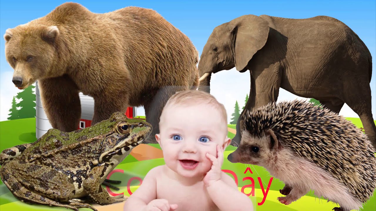 Con G&igrave; Đ&acirc;y Con Voi Con H&agrave; M&atilde; - B&eacute; Học Con Vật - Nhạc Thiếu Nhi Vui Nhộn