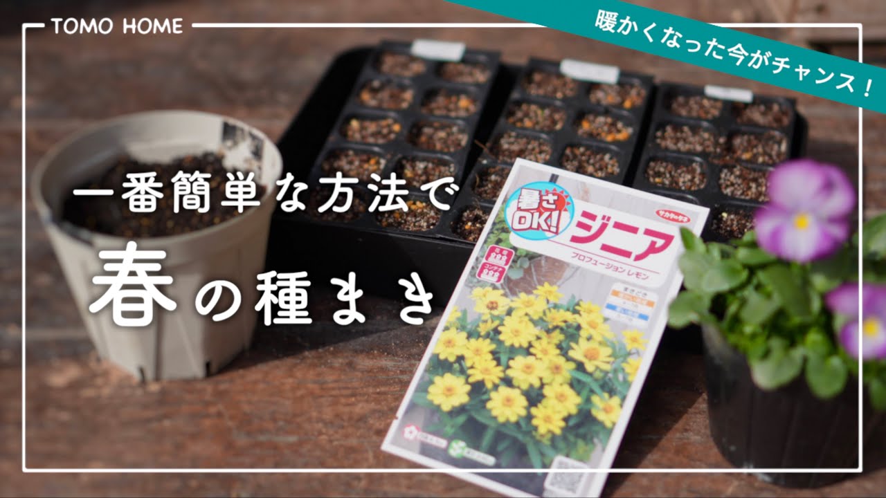 【超初心者向け】家にあるもので種まきしよう！種から育てやすい花【ジニア・マリーゴールド】