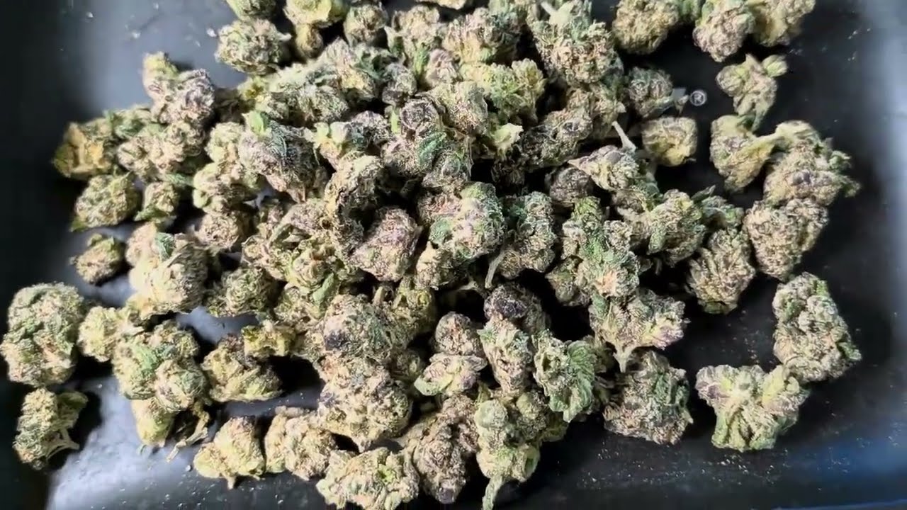 ShopHelloMary &mdash; Uncle Snoop THCA Review 💨 PART 2 of Care Pack i won!!