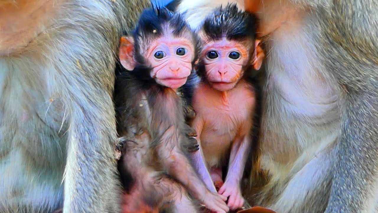 Primate monkey.../Who know what the both baby is looking..../Amazing life baby.../Nice clip