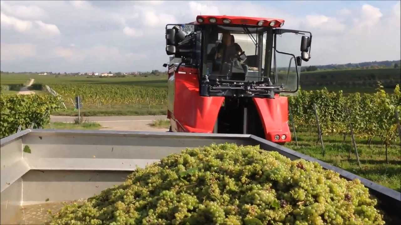 Ernten mit einem ERO Traubenvollernter-Bibinger Weinbauservice Gro&szlig;karlbach