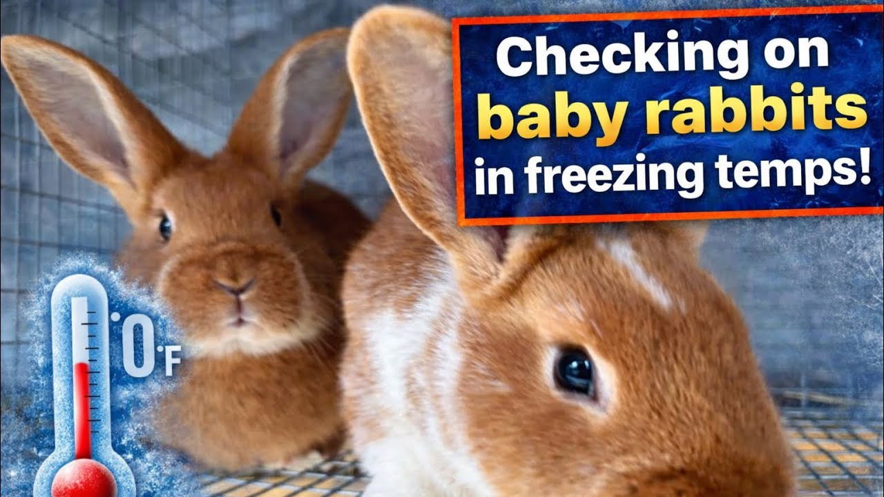Freezing temps and baby rabbits 