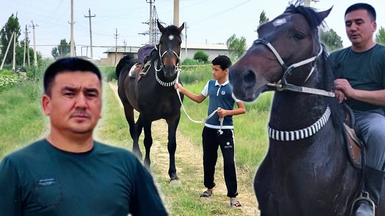 ЯПОН ОТИМНИ 💯 УЛОГИГА КАФОЛАТ БЕРАМАН..YAPONCHIK OT SOTILADI #Horse #Uloqchiot #Rek