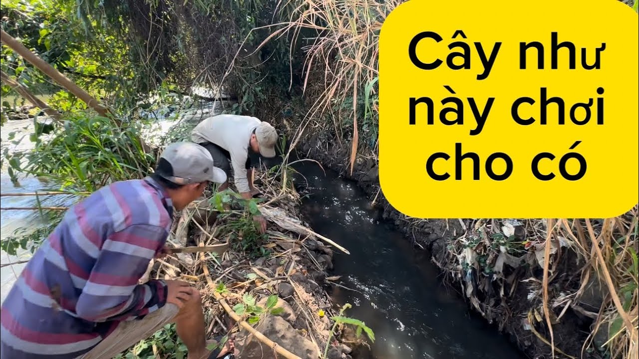 Cây sung nếp nầy mấy bác cũng chơi tôi chịu