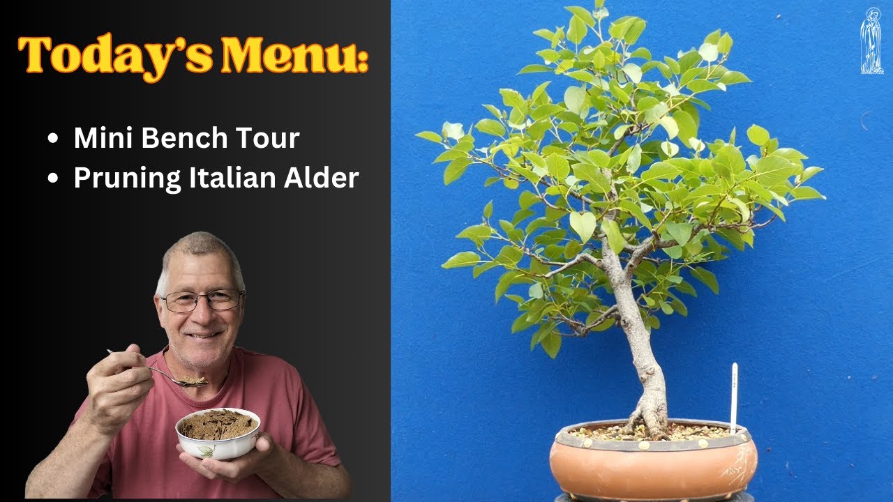 Styling Italian Alder & Bench Tour: Bonsai for Breakfast (Ep 1)