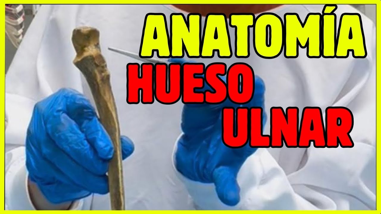 🦴ANATOM&Iacute;A del C&Uacute;BITO  / ULNA f&aacute;cil y pr&aacute;ctica
